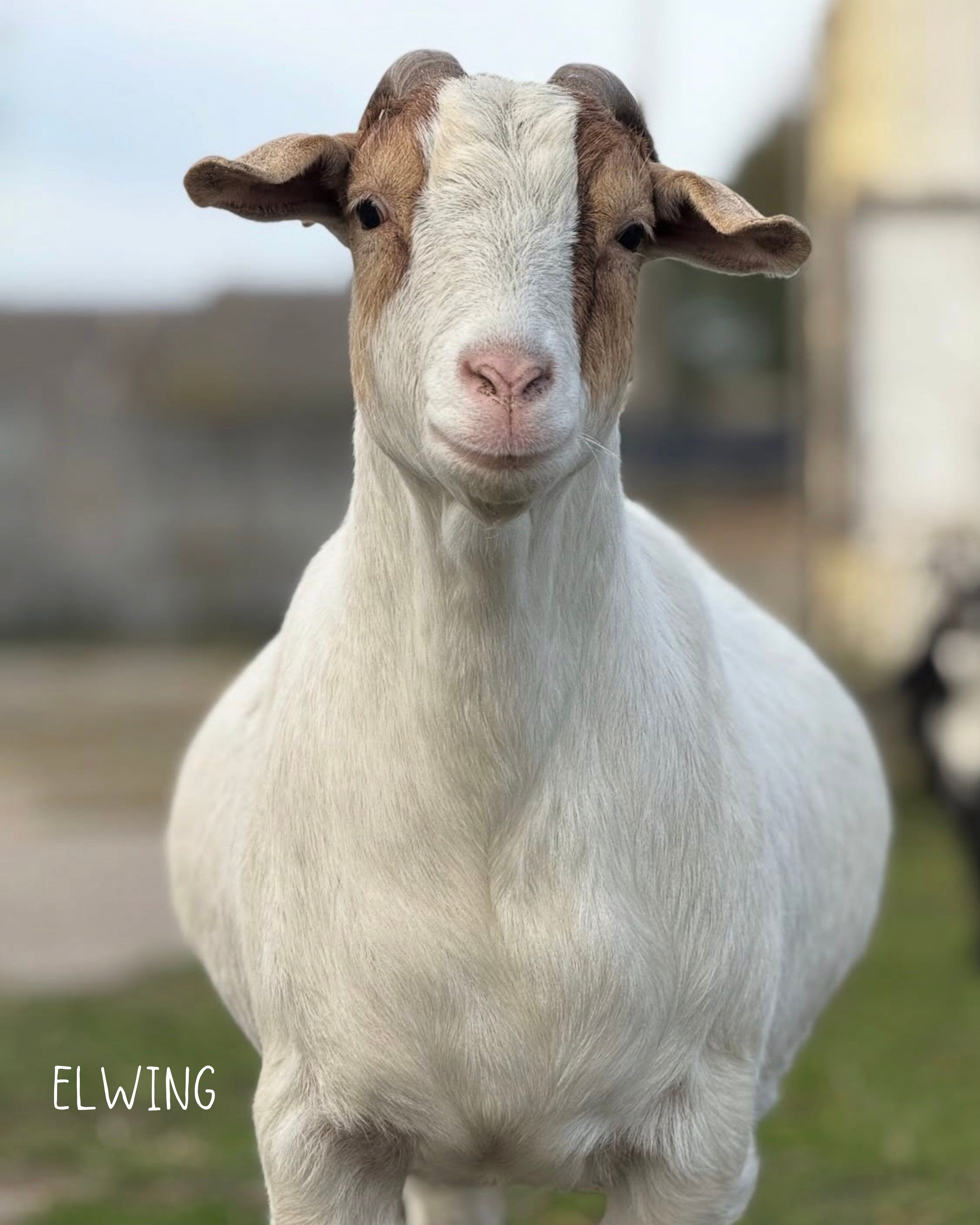 Elwing Earcuff Nella & Sina